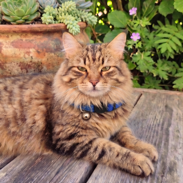 katzenmarke sicherheitshalsband garten